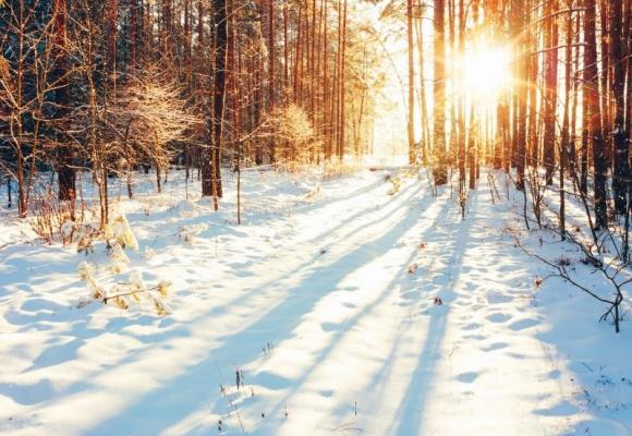 snow covered woods