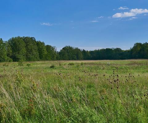 field